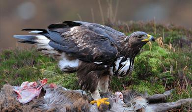 Golden Eagle - Kildonan Glen