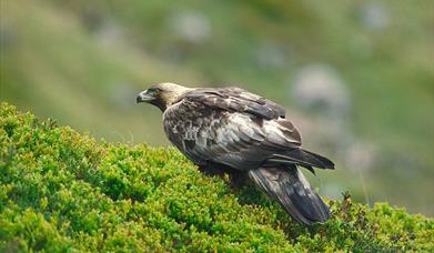 Golden Eagle © Laurie Campbell