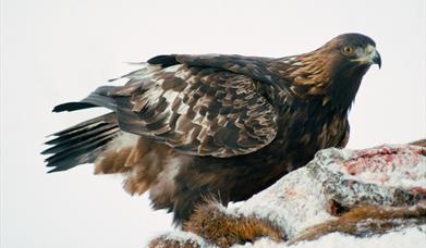 Golden Eagle - Lochmaddy