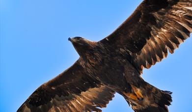 Golden Eagle - Bogha Glas