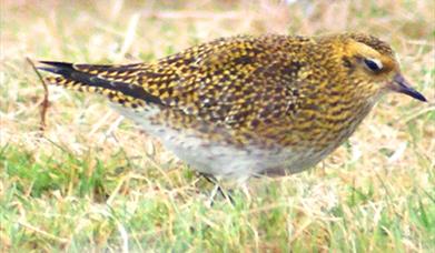 Golden Plover - Maaruig