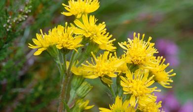 Golden Rod (dwarf)-Baille na Craig