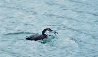 Great Northern Diver-Sound of Taransay