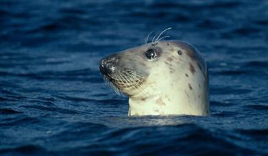 Grey Seal - Sound of Harris