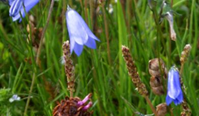 Harebell- Berie Sands