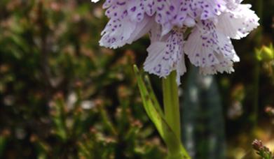 Heath spotted Orchid-Huisinis