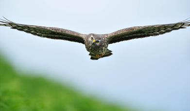 Hen Harrier © Laurie Campbell