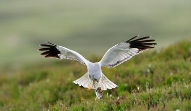 Hen Harrier - Reuval