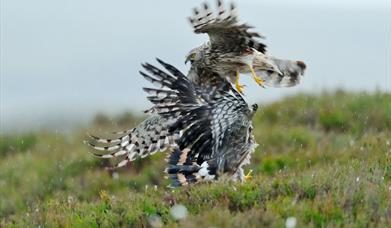 Hen Harrier © Laurie Campbell