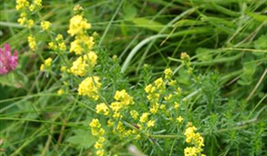 Lady's Bedstraw-Ardroil Sands