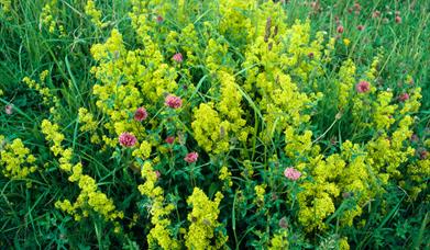 Lady's Bedstraw-Dalmore