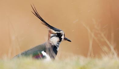 Lapwing - Northton Machair