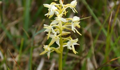 Lesser butterfly orchid-Bruernish