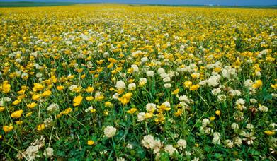 Machair Flowers - Howmore