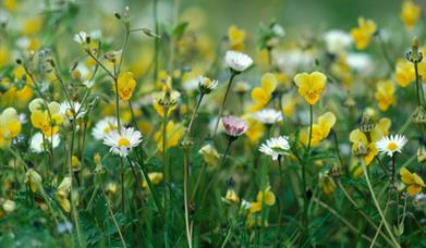 Machair Flowers - Bornish