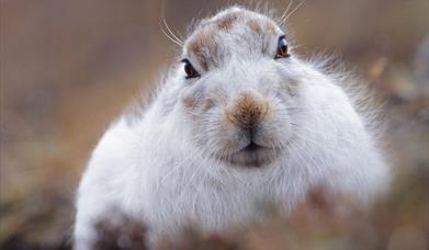 Mountain Hare - Toddun