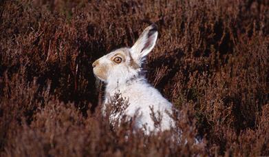 Mountain Hare - An Cliseam