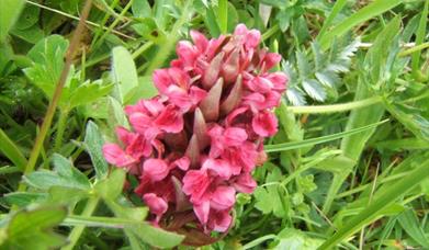 Machair Orchids - Northton