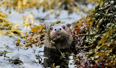 Otter - Peters Port