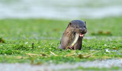 Otter - Loch a 'Chinn Uacraich