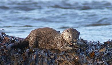 Otter - Sponish Bridge