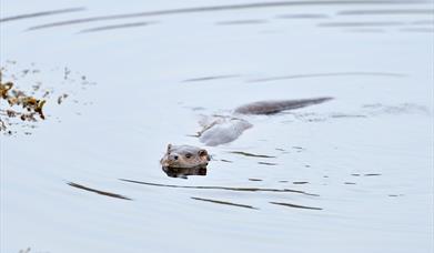 Otter - Rubha Ardvule