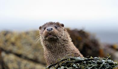 Otter - Loch Bee