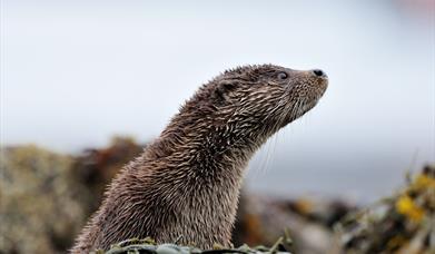 Otter - Loch Eynort