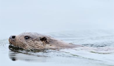 Otter - Kilpheder