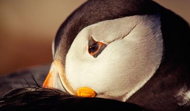 Puffin - St Kilda