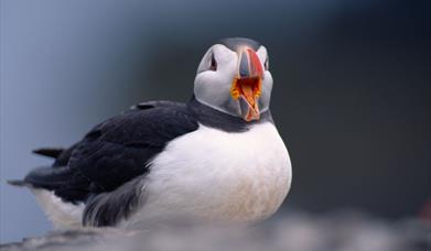 Puffin - Mingulay