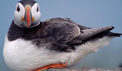 Puffin - Lochmaddy Ferry