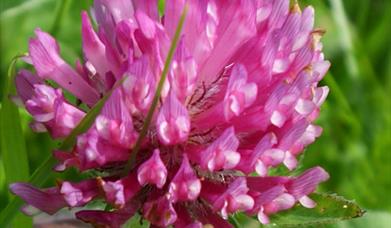 Red Clover-Loch Mor Barvas