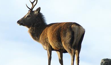 Red Deer - Garynahine