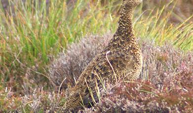 Red Grouse-Ben Tarbet