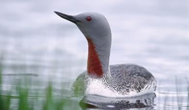 Red Throated Diver-North Loch Eynort