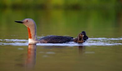 Red Throated Diver - Loch Skipport