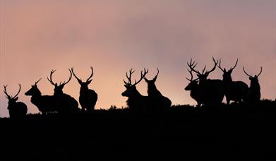 Red Deer - Glen Cravadale