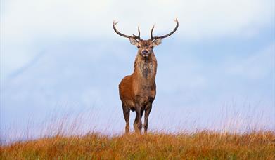 Red Deer - Glen Langadail