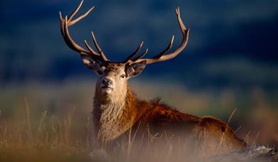 Red Deer - Pairc