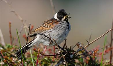 Reed Bunting - Loch Thallan