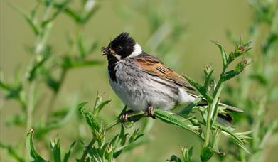 Reed Bunting - Balranald township