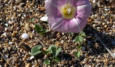 Sea Bindweed - Princes Strand