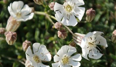 Sea Campion - Mangurstadh Head