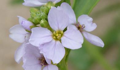 Sea Rocket-Bosta