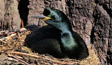 Shag - Huisnish