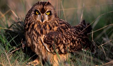 Short Eared Owl - Boisdale