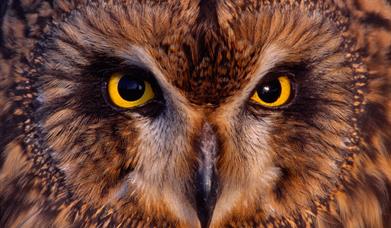 Short Eared Owl - Loch Bee