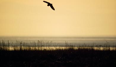 Short Eared Owl-Griminish