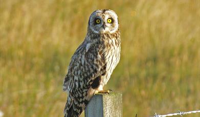 Short Eared Owl - Committee Road
